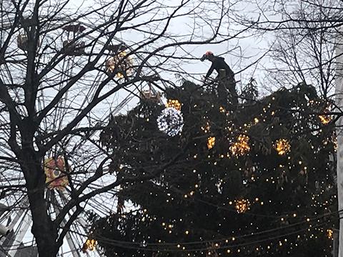 Le sapin de Noël du Marché de Noël en cours d'élagage