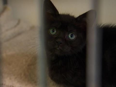 Les abandons de chats ne diminuent pas à la S.R.P.A de Liège 