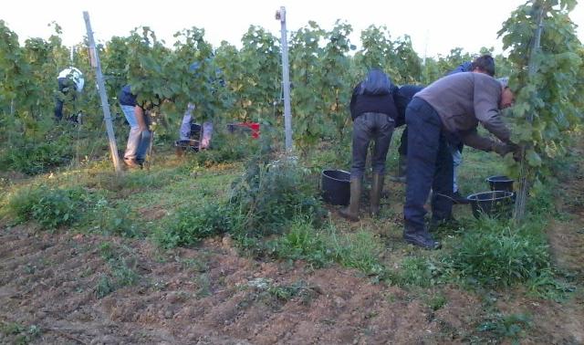 Les Liégeois adorent les vendanges chez eux