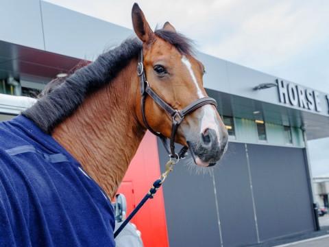Les meilleurs chevaux du monde en transit à Liège Airport