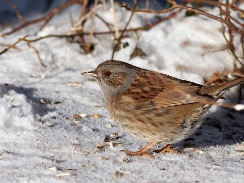 Les oiseaux moins nombreux au jardin cet hiver