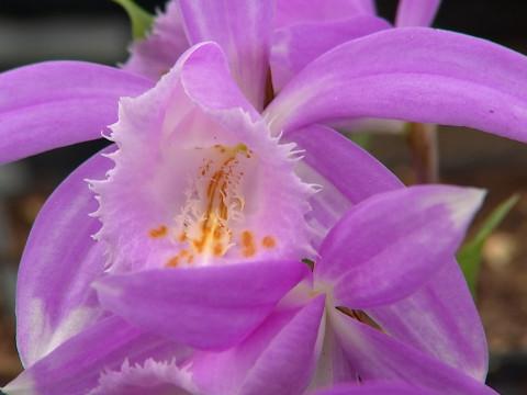 Les orchidées en fleur chez Phytesia