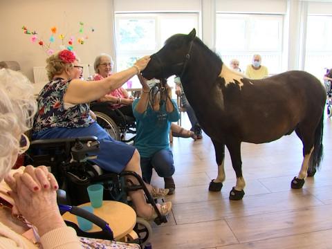 Les sabots du rêve: un poney pour briser la solitude ou l'isolement