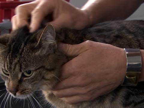 Les tiques sont de retour sur nos animaux de compagnie 