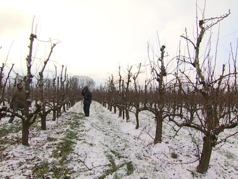Les vergers aiment le froid en hiver