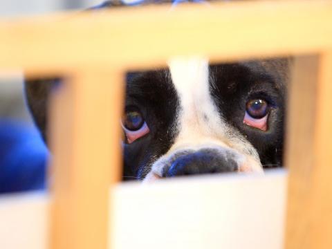 Liège : jusqu'à 10 000 euros d'amendes pour la maltraitance animale