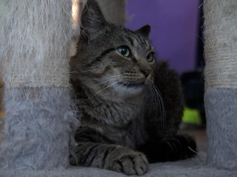 Merlix: le seul et unique bar à chats de Liège 