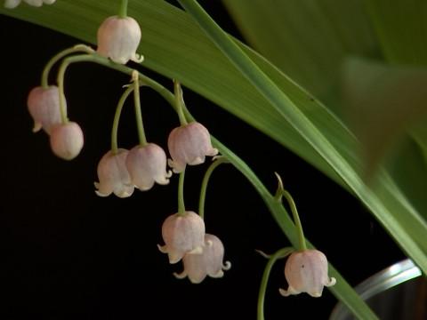 Modave: du muguet rose pour le 1er mai