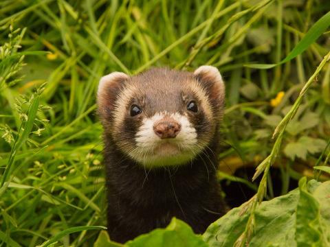 Mustela : Les furets ont trouvés un refuge