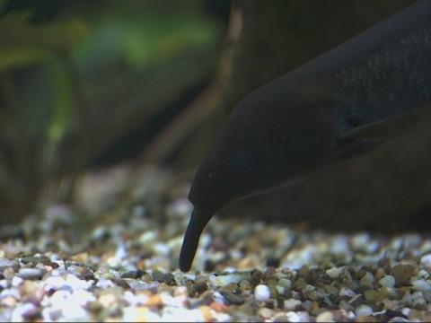 Nouveaux bassins pour l'Aquarium-Museum de Liège