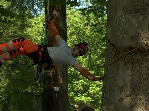 Plan Canopée: la ville de Liège engage des "passeurs d'arbres"
