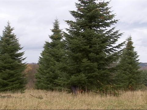 Pleine activité pour les producteurs de sapins de Noël