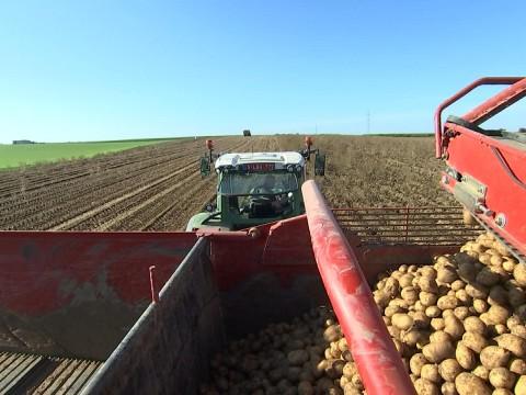 Pommes de terre : la récolte 2017 est bonne, en qualité et quantité