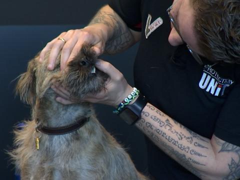 Protection Unit ouvre ses formations en secourisme canin au public