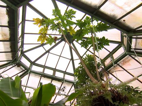 Quelques curiosités dans les serres du Jardin Botanique