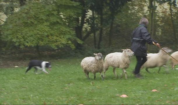 Qui sera le meilleur chien de troupeau à Juprelle ? 