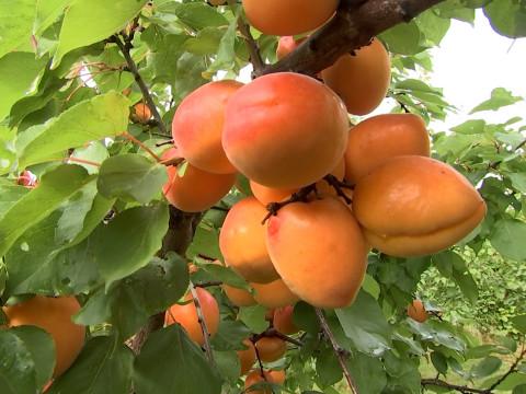 Récolte tardive pour les abricots de la ferme de Freloux