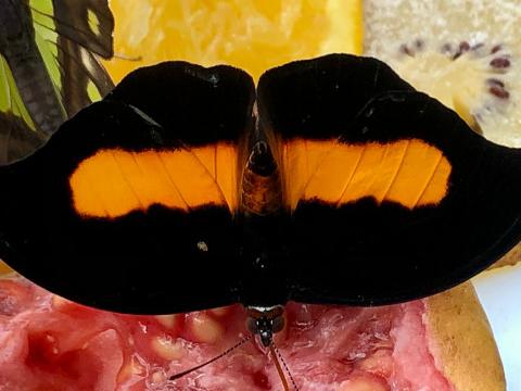 Se promener dans une volière de papillons tropicaux !