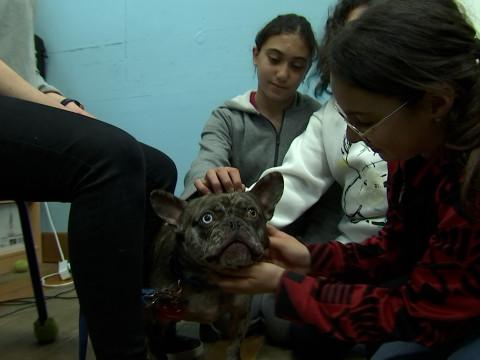 Sensibilisation au bien-être animal dans les écoles de la ville de Liège