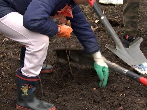 Seraing: plantation d'une mini-forêt urbaine