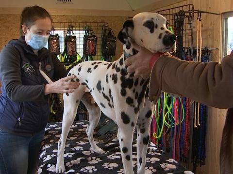 Service ostéopathique canin dans une roulotte aménagée pour la vente d'accessoires canins