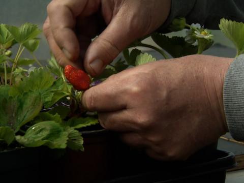 Soumagne : un passionné cultive 100 variétés de fraisiers