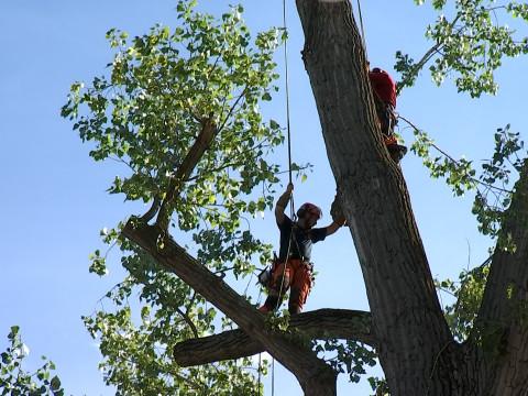 Stress hydrique, les branches cassent !
