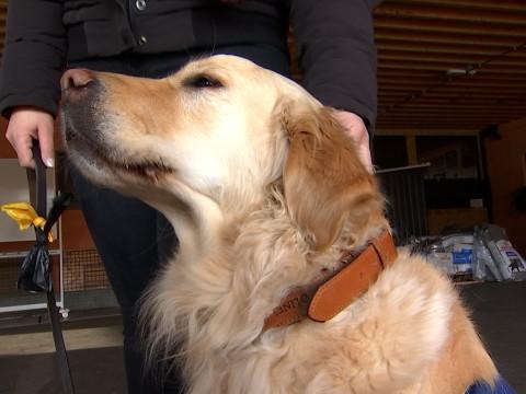 Un chien d'assistance judiciaire pour la zone de police de Liège