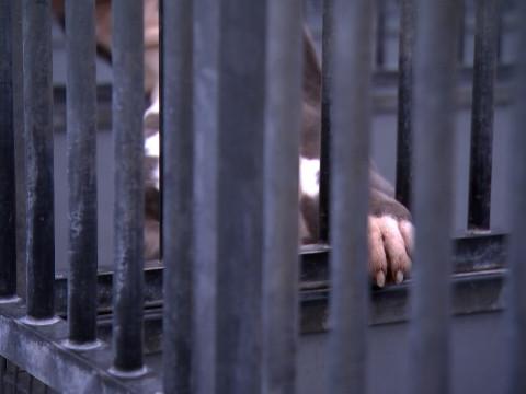 Chiens dangereux : interdire ou éduquer ? 