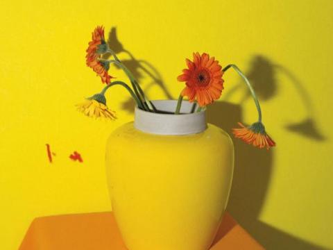 Un livre de photos de fleurs, par Michaël Dans 