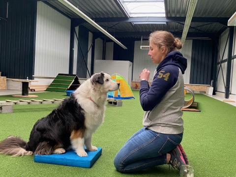 Un nouveau centre canin polyvalent débarque à Huy