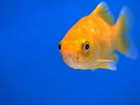 Un permis obligatoire pour acquérir un poisson rouge, incompréhensible selon les vendeurs