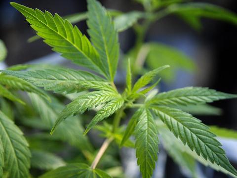 Une centaine de pacsons de marijuana retrouvés chez un dealer à Huy