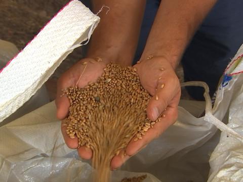 Une filière céréalière 100% wallonne et durable s’organise en région liégeoise