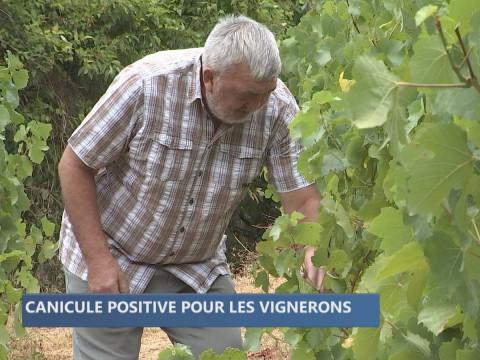 Vague de chaleur : pour le grand plaisir des vignerons hutois