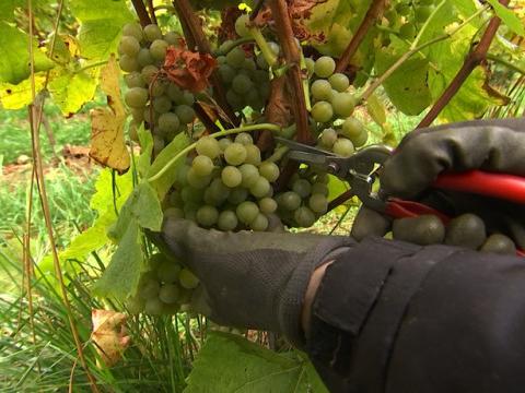 Vendanges pour Vin de Liège