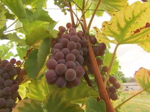 Vendanges : sans doute un grand millésime 