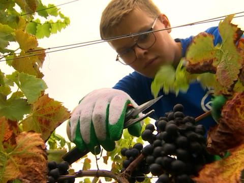Vendanges : travaux pratiques 