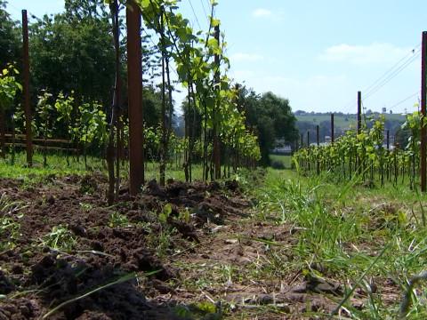 Vivardent met en évidence l'influence du sol sur le vin