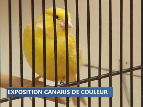 Waremme : le concours des plus beaux canaris
