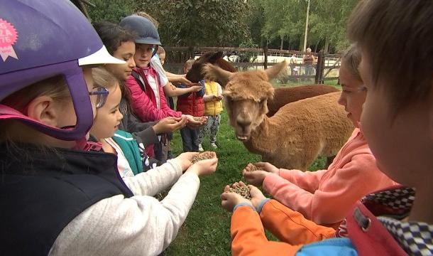 Waremme : stage d'équitation à la ferme 