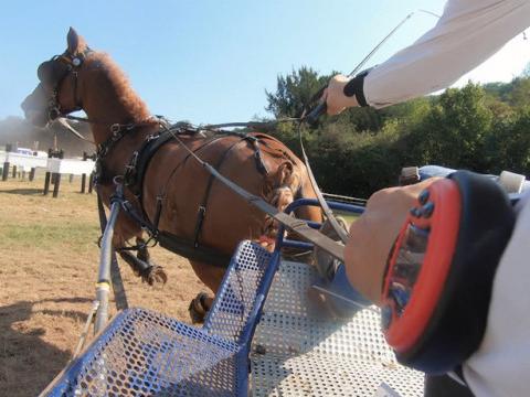 Zapping sports: Rubens, le poney "liégeois", N°1 à Aywaille