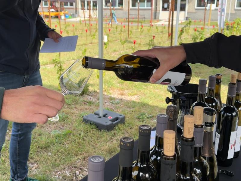 Le vin liégeois de plus en plus sur nos tables
