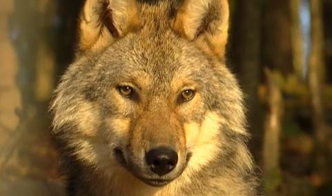 Chevreuil mort à Aywaille : ce n'était pas l'oeuvre d'un loup