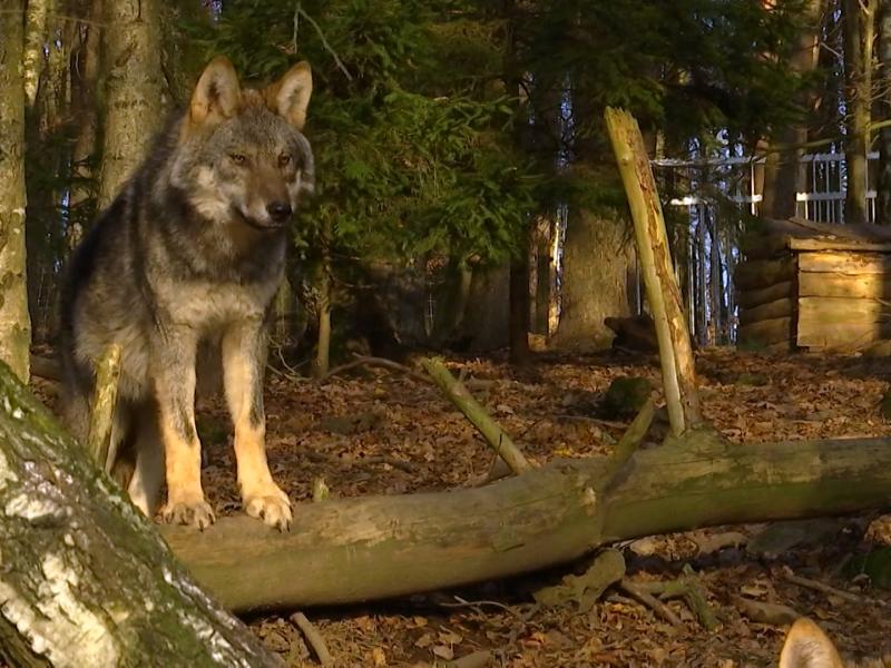 Une attaque de loup à Héron : quatre moutons tués