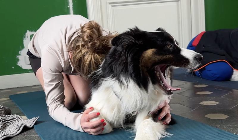 Et si vous pratiquiez le yoga avec votre chien ? À Lincent, Barbara donne des cours de "doga"