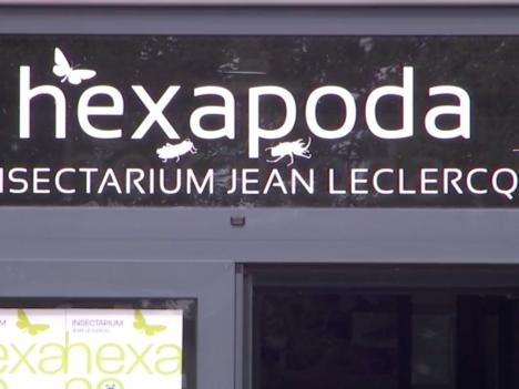 Waremme pourrait bientôt accueillir toutes les collections d'insectes de la Belgique francophone