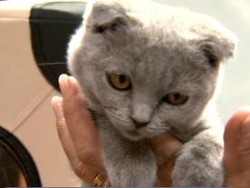 Animal mon Ami, tout pour les compagnons à poils et à plumes 