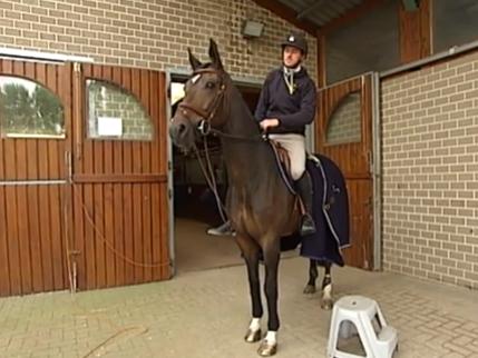 Coup dur pour  Grégory Wathelet : son cheval souffre d'une fracture