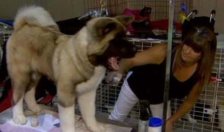 Golden Dog Trophy : plus de 3000 chiens exposés à Coronmeuse